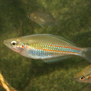 banded rainbow fish