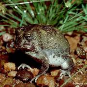 golfball frog