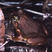 ornate burrowing frog