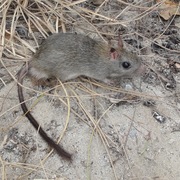 brush-tailed rabbit rat