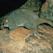 rock-ringtail possum