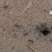 northern meat ant