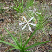 bush lily