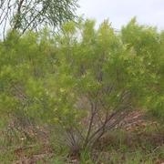 Kind of Wattle (Acacia gonocarpa)