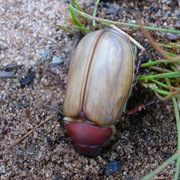 Coleoptera beetle