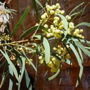 kind of wattle (Acacia latescens)