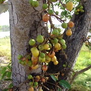 cluster fig