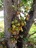 Ficus%20racemosa