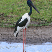 black-necked stork (Jabiru)