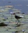 Comb-crested%20jacana%20pcooke