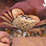 crab (generic, small)
