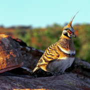 spinifex pigeon