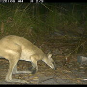agile wallaby (male)