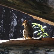 short-eared rock wallaby