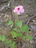 Hibiscus%20arnhemensis