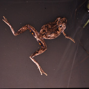 Rothschild's Tree frog
