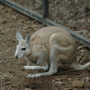 northern nail-tailed wallaby