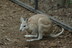 Northern_nail-tail_wallaby_featherdale