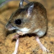 northern-hopping mouse