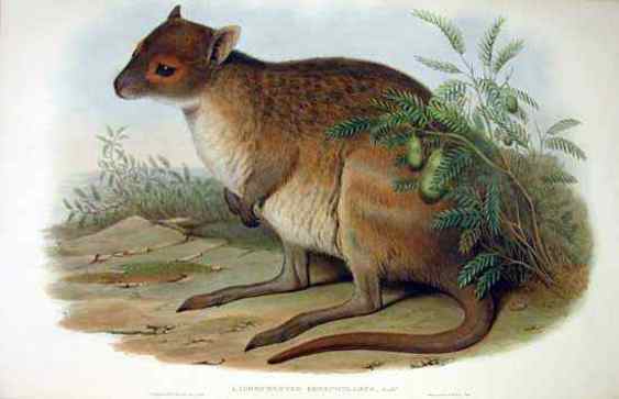 spectacled hare-wallaby – Bininj Kunwok - Names for Plants and Animals