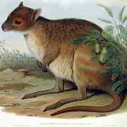 spectacled hare-wallaby