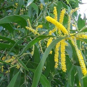 Kind of Wattle (Acacia auriculiformis) Black wattle