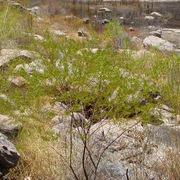Acacia species
