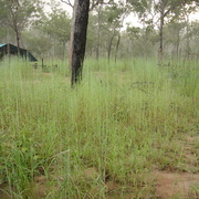 spear grass (late)