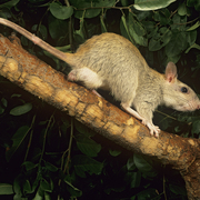 golden-backed tree-rat