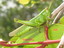 Insect%2c%20grasshoppermaningrida