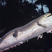 yellow-spotted monitor