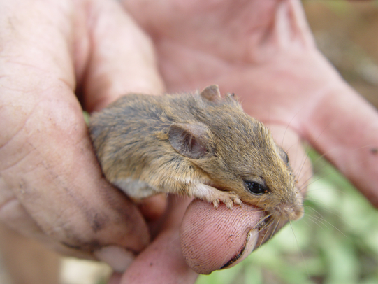 Kakadu pebble-mound mouse – Bininj Kunwok - Names for Plants and Animals