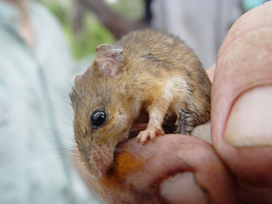Kakadu pebble-mound mouse – Bininj Kunwok - Names for Plants and Animals