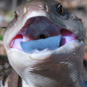 northern blue-tongue lizard
