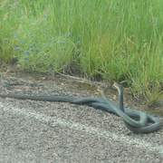 lesser black whip snake