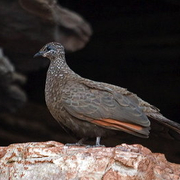 chestnut-quilled rock pigeon