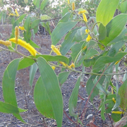 kind of wattle (Acacia difficilis)