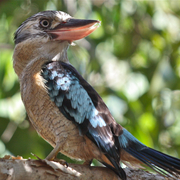 blue-winged kookaburra