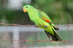 Red-winged%20parrot%20female%20hc