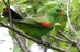 Red-winged%20parrot%20hc2