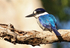 Kingfisher%20forest%20hc