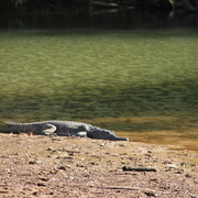 Johnstone River crocodile