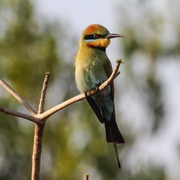 rainbow bee-eater