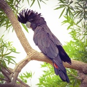 red-tailed black cockatoo