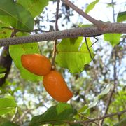 bush mandarin