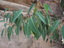 Ficus%20brachypoda%20leaves
