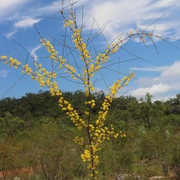 Kind of wattle (Acacia alleniana)