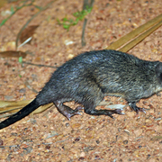 Australian water rat