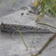 mudskipper
