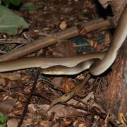 olive python